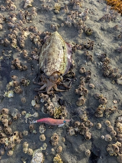 コウイカの釣果