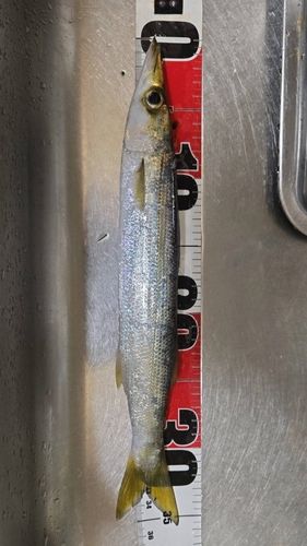 カマスの釣果