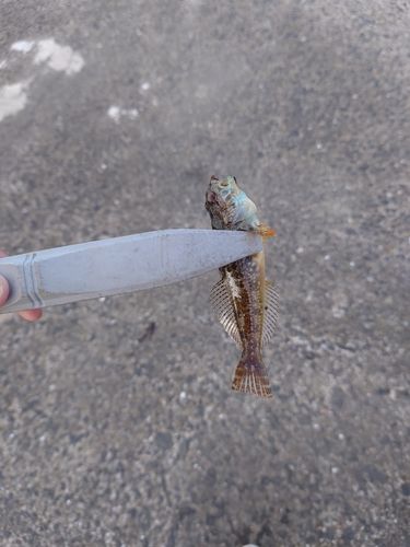 ハゼの釣果