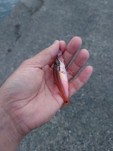 ネンブツダイの釣果