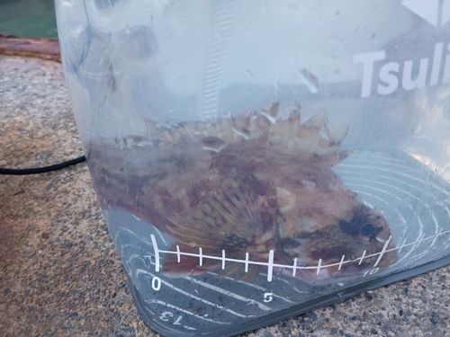 カサゴの釣果