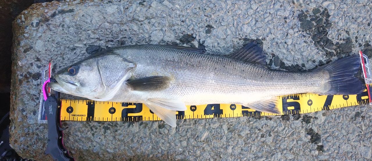 zxisaninja さんの 2026年06月03日のシーバスの釣り・釣果情報(佐賀県