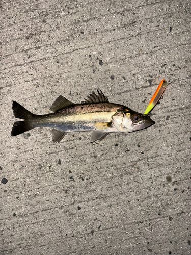 セイゴ（マルスズキ）の釣果
