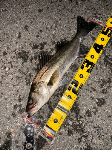 セイゴ（マルスズキ）の釣果