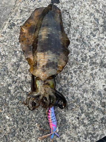 アオリイカの釣果