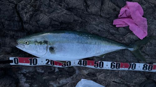 ブリの釣果