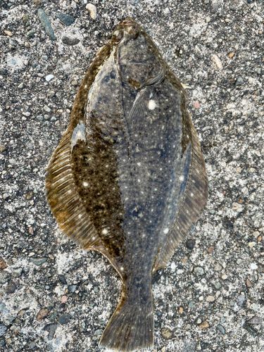 カレイの釣果