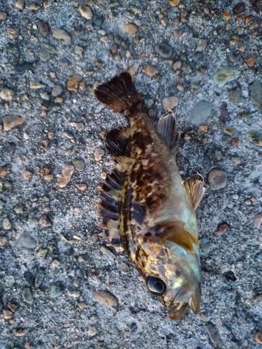 クロソイの釣果