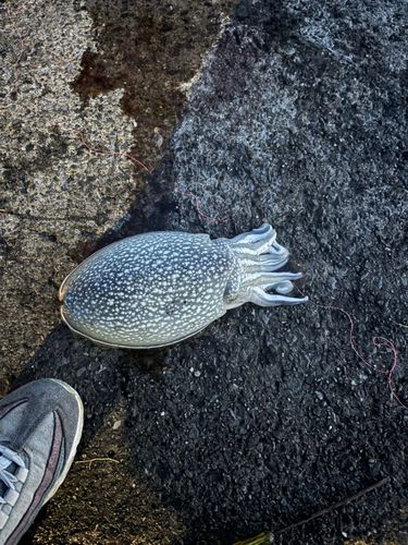 シリヤケイカの釣果