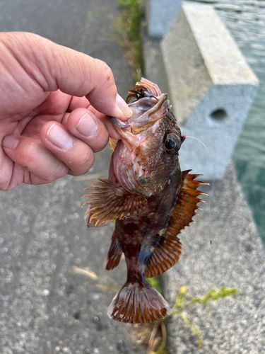 カサゴの釣果