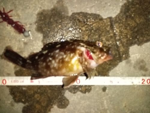 カサゴの釣果