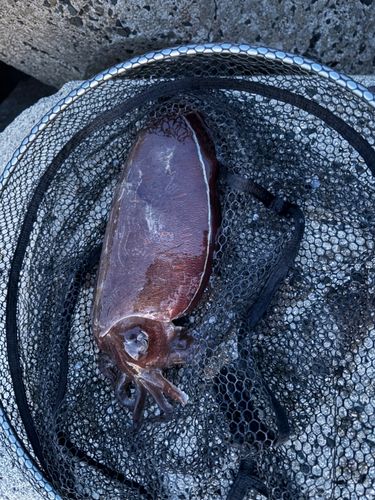 コウイカの釣果