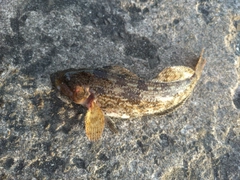 アイナメの釣果