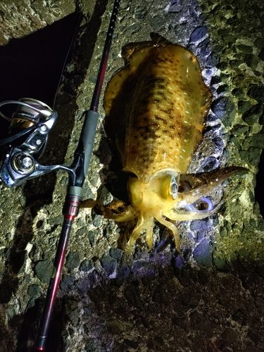アオリイカの釣果