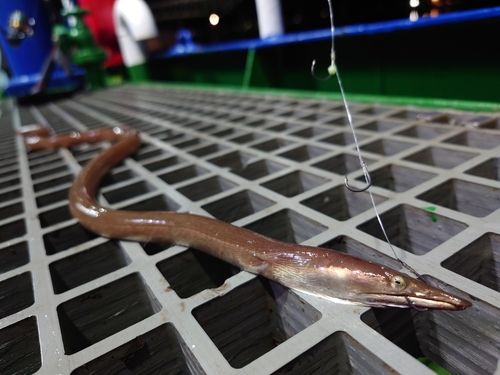 ハモの釣果