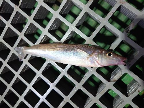 キスの釣果