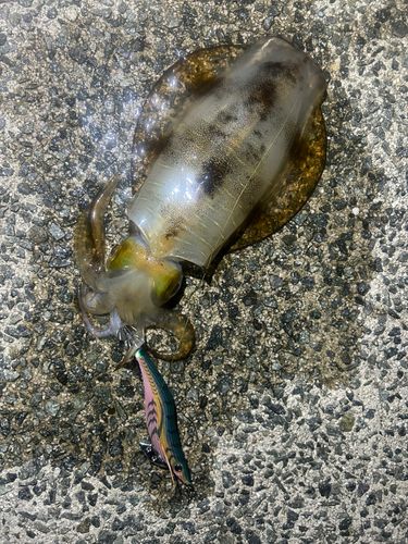 アオリイカの釣果