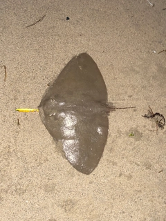 ツバクロエイの釣果