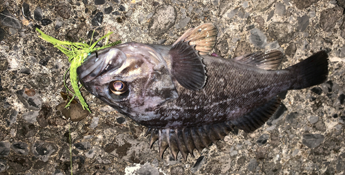 クロソイの釣果