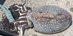 コウイカの釣果