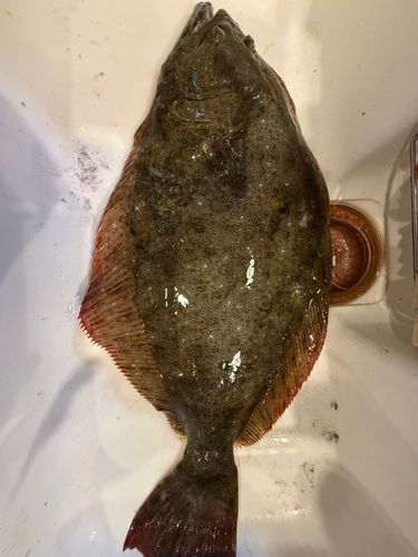 日本海で釣れたヒラメの釣り・釣果情報 - アングラーズ | 釣果600万件