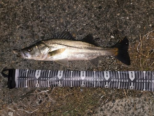 シーバスの釣果