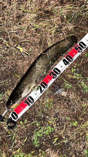 ナマズの釣果