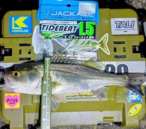 シーバスの釣果