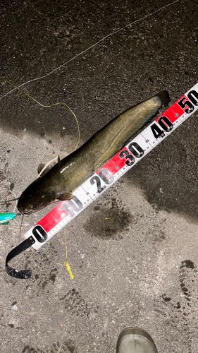 ナマズの釣果