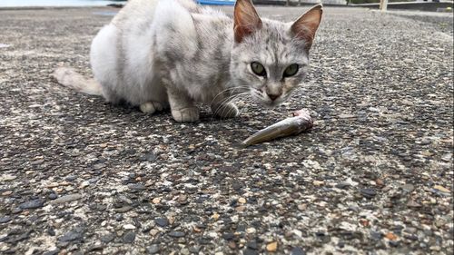 キスの釣果