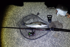 ヒラスズキの釣果
