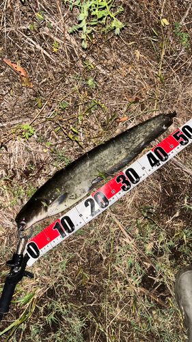 ナマズの釣果
