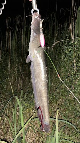 ナマズの釣果