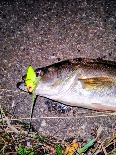 シーバスの釣果