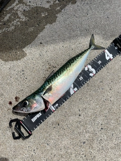 サバの釣果