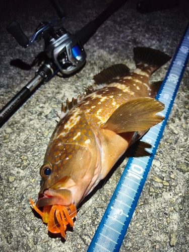 アコウの釣果
