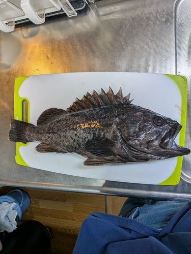 クロソイの釣果
