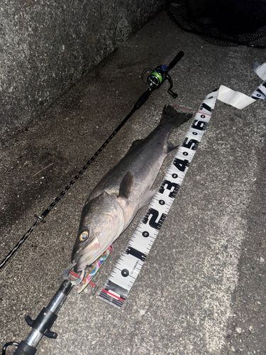 スズキの釣果