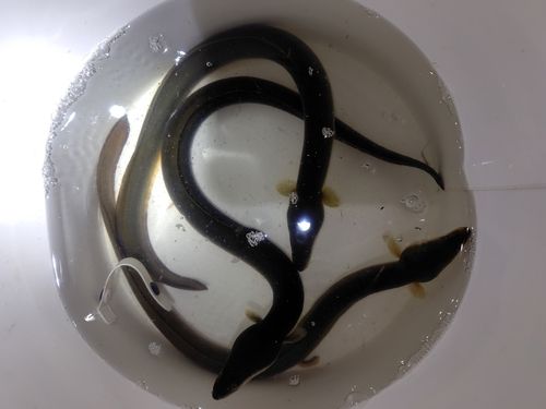 ニホンウナギの釣果