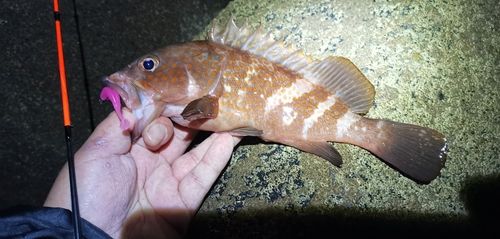 アコウの釣果