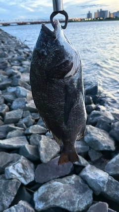 チヌの釣果