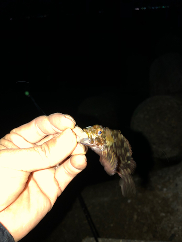 タケノコメバルの釣果