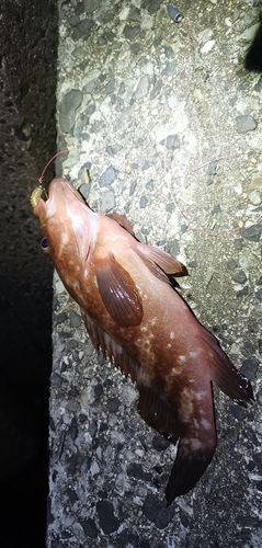 アコウの釣果
