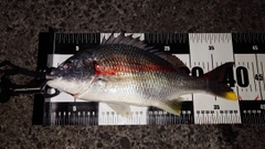キビレの釣果
