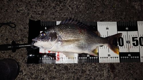 キビレの釣果