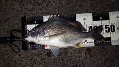 キビレの釣果