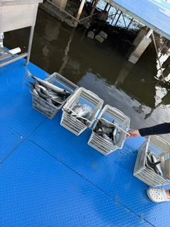 サゴシの釣果