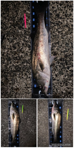 マルスズキの釣果