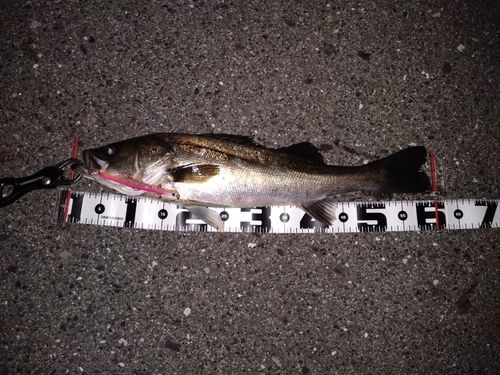 シーバスの釣果