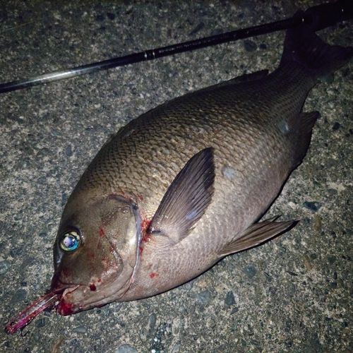 メジナの釣果